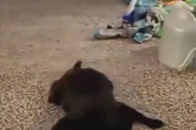 Purr-fectly Hilarious: Cat-tastic Comedy Compilation!