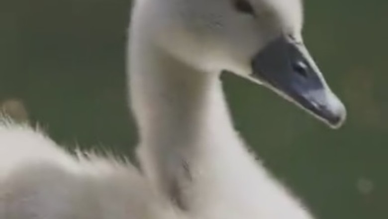 Quack Attack: Ducks Take Over the River in the Most Hilarious Way Possible!