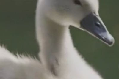 Quack Attack: Ducks Take Over the River in the Most Hilarious Way Possible!