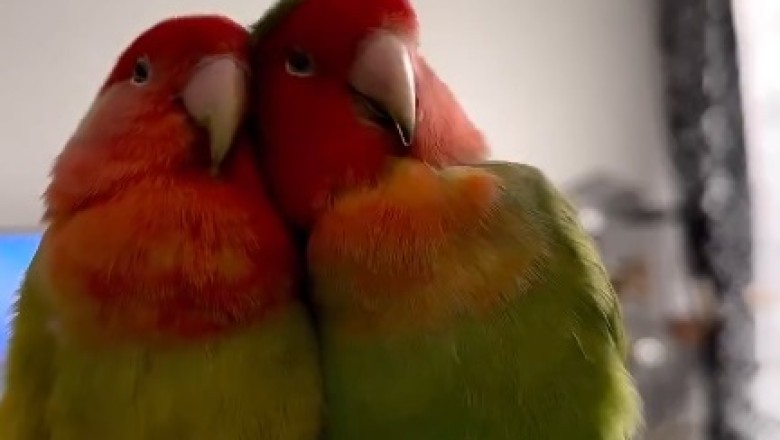 Squawk-tastic Shenanigans: The Wackiest Parrot Birds That Will Make You Burst Out in Laughter!