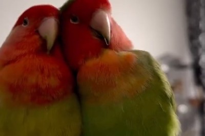 Squawk-tastic Shenanigans: The Wackiest Parrot Birds That Will Make You Burst Out in Laughter!