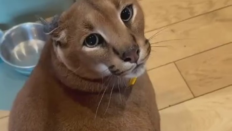 Tiger Cat Takes Over the Jungle Gym: Hilarious High-Flying Antics Unleashed!