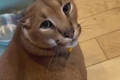 Tiger Cat Takes Over the Jungle Gym: Hilarious High-Flying Antics Unleashed!