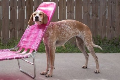 31 Times Pets Were Caught Red-Handed Destroying Something Expensive