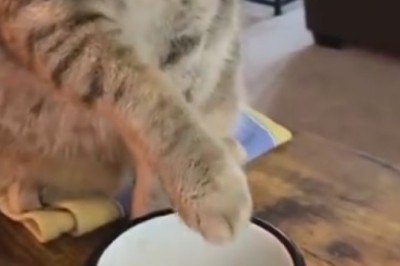 Cat Got Your Paw? Hilarious Cat Discovers the Magic of Cups!