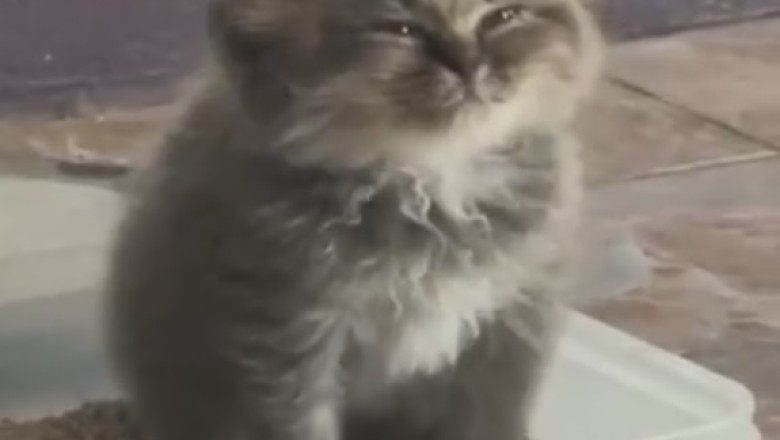 Catnap Chronicles: Chronicles of Sleepy Kittens! You Won't Believe Their Purr-fectly Cozy Adventures!