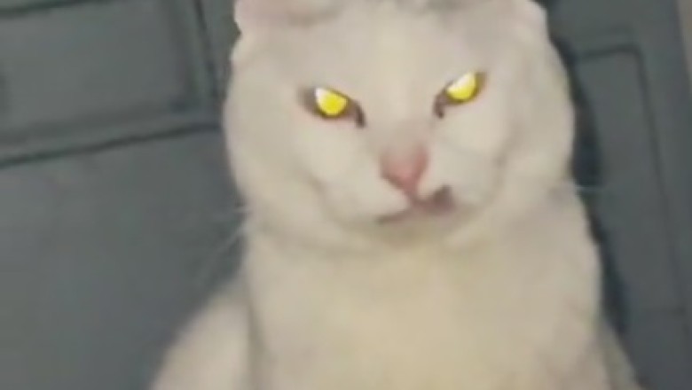 Feline Fury Unleashed: Cat Goes Bonkers and Unleashes Epic Wrath!