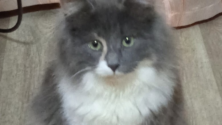 Heartwarming Plea: Help Foster Masyanya, the Adorable Teenage Cat!