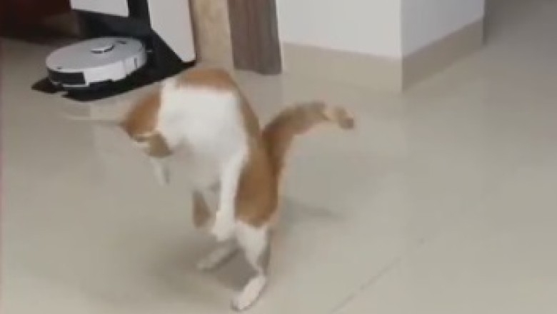 Meow Moves: The Hilarious Dance Routine of a Cat who Forgot to Feel!