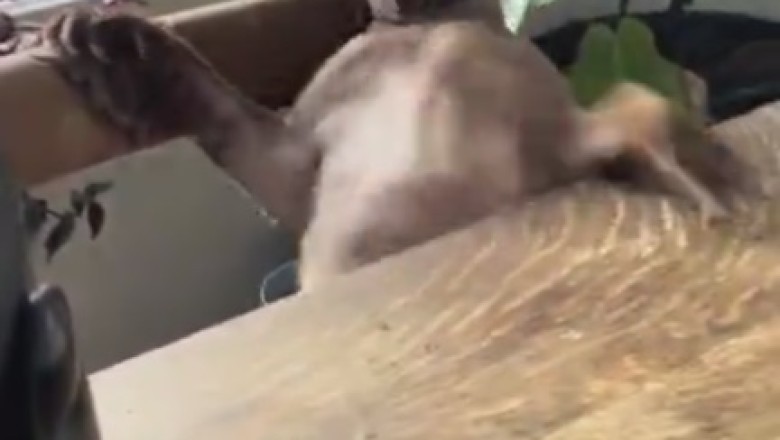 Paws and Spills: The Epic Cat Chair-tastrophe!