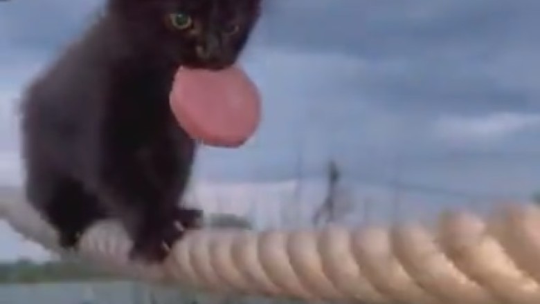Purr-fect Balancing Act: Adorable Kitten Takes on Tightrope Walking with Hilarious Results!