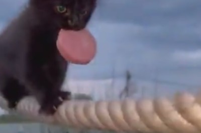 Purr-fect Balancing Act: Adorable Kitten Takes on Tightrope Walking with Hilarious Results!