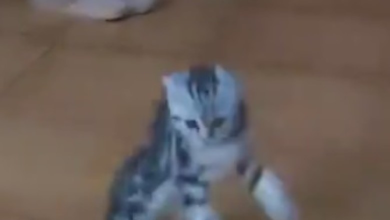 Purr-fect Moves: The Dancing Kitten Sensation That Will Melt Your Heart!