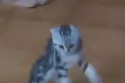 Purr-fect Moves: The Dancing Kitten Sensation That Will Melt Your Heart!
