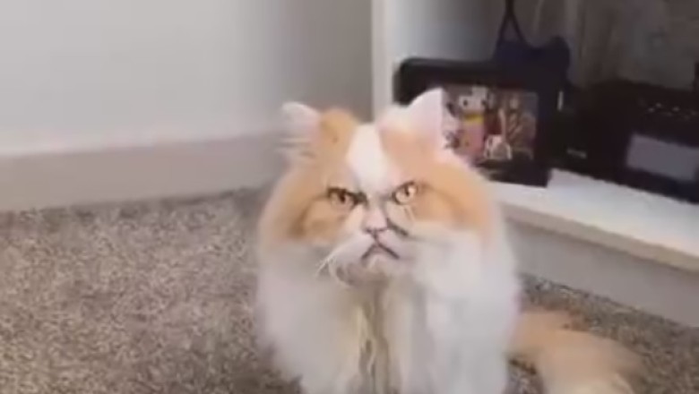 Purr-fection Through the Ages: The Adorable Adventures of an Old Cat!