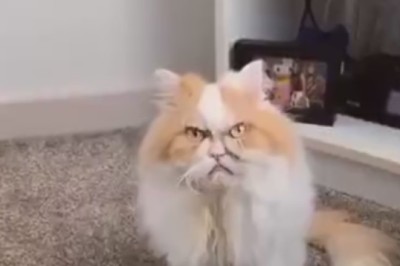 Purr-fection Through the Ages: The Adorable Adventures of an Old Cat!