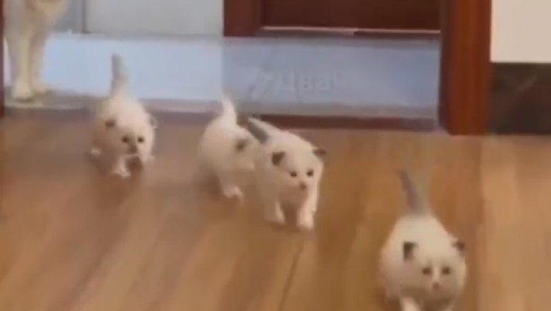 Purr-fectly Ordinary: The Hilarious Daily Strut of a Small Cat!