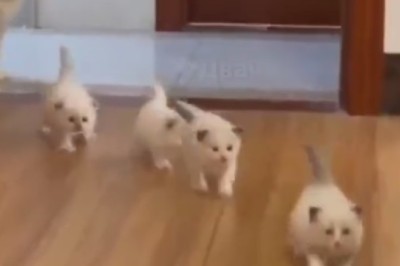 Purr-fectly Ordinary: The Hilarious Daily Strut of a Small Cat!