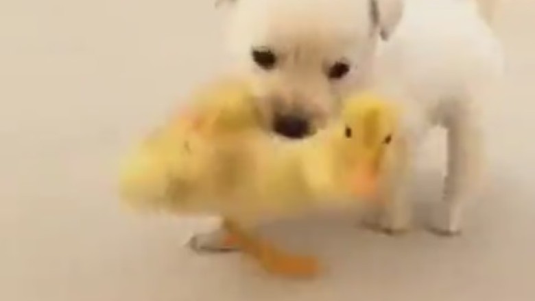 Quack Off: Small Duck Takes on Small Dog in Epic Guarding Battle!