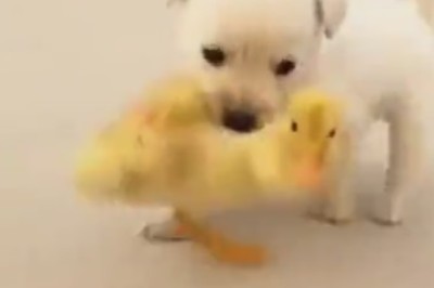 Quack Off: Small Duck Takes on Small Dog in Epic Guarding Battle!