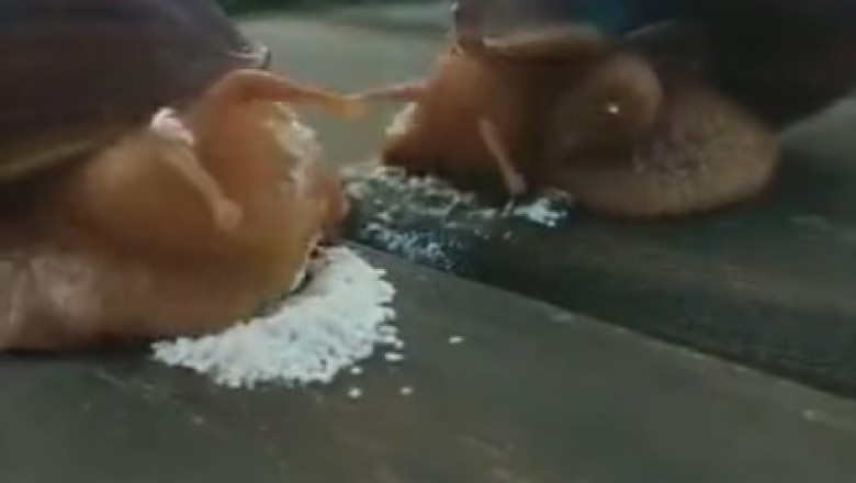 Slow-Motion Snail Showdown: The Battle of the Slurping Snails!
