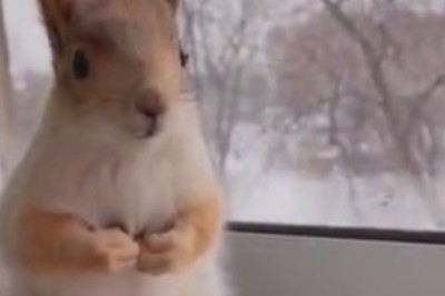 Squirrel Shenanigans: The Glamorous Life of a Fabulous Fluffy Tail!