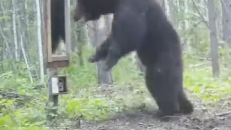 Unbearably Hilarious: Watch as a Curious Bear Takes On Its Fiercest Adversary... Mirrors!