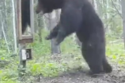 Unbearably Hilarious: Watch as a Curious Bear Takes On Its Fiercest Adversary... Mirrors!
