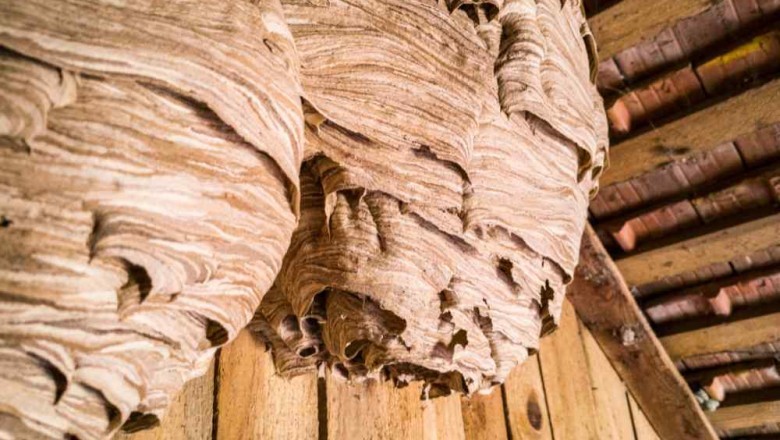 Unveiling the Mystery in the Attic: A Journey of Discovery and Legacy