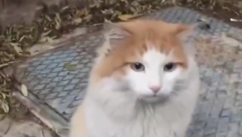 Whisker Magic at your Fingertips: Watch as Cattransforms Happen with a Single Touch!