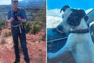 Dog's Incredible Loyalty! Miracle Pup Survives 2 Months Alone on Mountain Beside Owner's Body