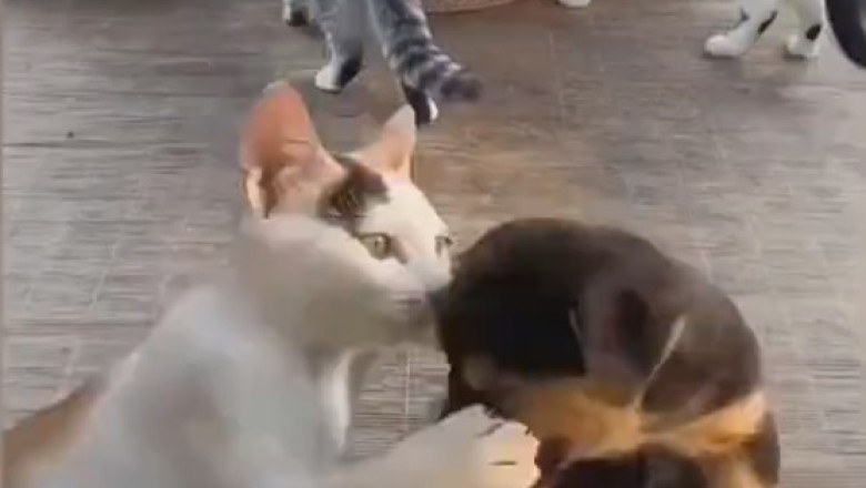 Hilarious Pets Gone Wild! You Won't Believe What They Did!