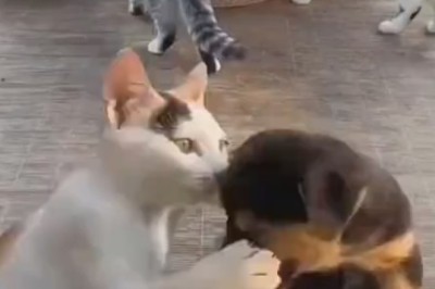 Hilarious Pets Gone Wild! You Won't Believe What They Did!