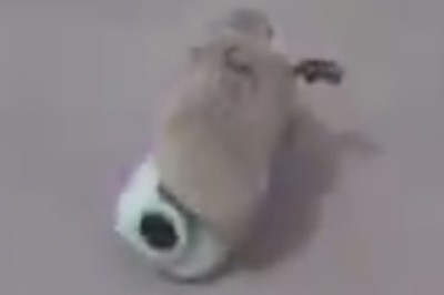 Laugh Attack: The Funniest Pet Fails You'll Ever See!