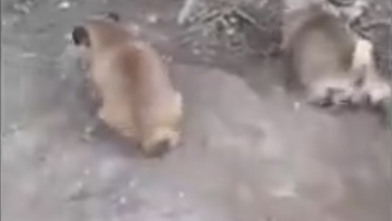 Pawsitively Hilarious: The Ultimate Funny Pets Compilation!