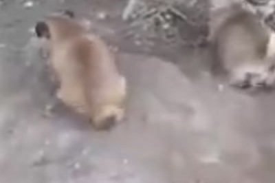 Pawsitively Hilarious: The Ultimate Funny Pets Compilation!