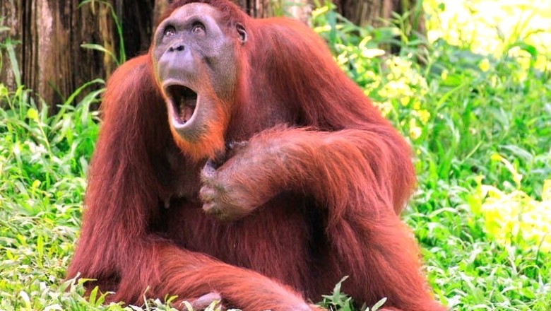 El Milagroso Nacimiento de un Orangután: ¡Dana Desafía las Probabilidades en un Conmovedor Triunfo de la Conservación!