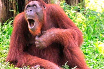 El Milagroso Nacimiento de un Orangután: ¡Dana Desafía las Probabilidades en un Conmovedor Triunfo de la Conservación!