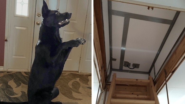 Perro policía retirado sigue ladrando en la trampilla del ático, lo que la familia encuentra dentro los deja sin palabras
