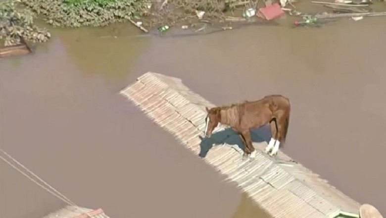 Resiliencia en medio de la tragedia: la inolvidable historia del caballo sobre el tejado durante las inundaciones en Brasil