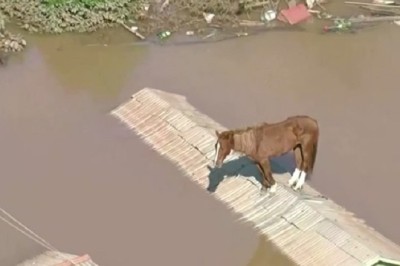Resiliencia en medio de la tragedia: la inolvidable historia del caballo sobre el tejado durante las inundaciones en Brasil