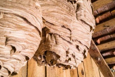 Revelando el misterio en el ático: un viaje de descubrimiento y legado