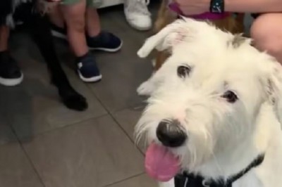 Heartwarming Journey: Daisy the Shelter Pooch's Inspiring Path to a Forever Home