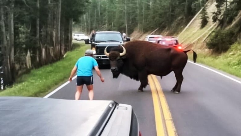 Unraveling the Mysterious Behavior of a Calm Bison Blocking the Road: A Tale of Serenity Amidst Chaos