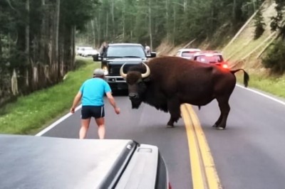Unraveling the Mysterious Behavior of a Calm Bison Blocking the Road: A Tale of Serenity Amidst Chaos