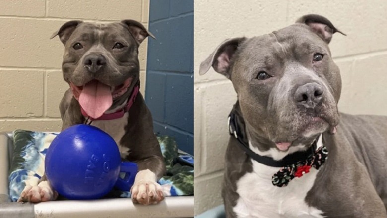 Heartbreaking Story of Major the Pit Bull: Abandoned for Over 258 Days, Awaits His Miracle