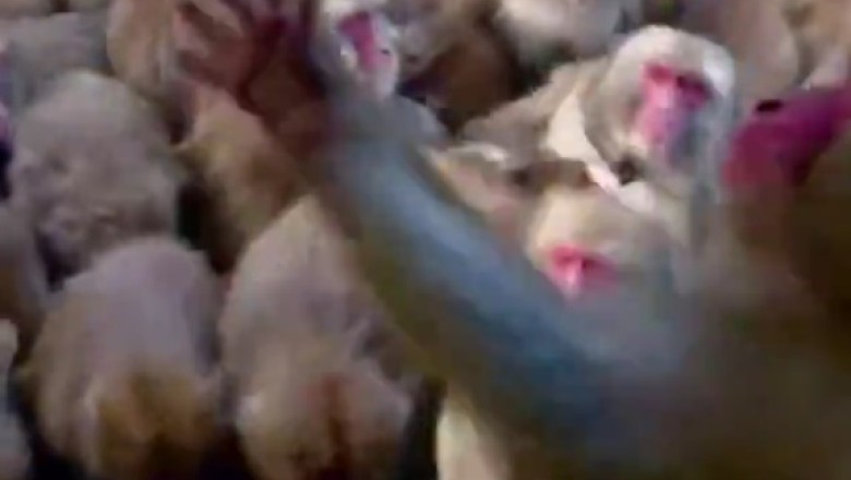 Banana Drama: Monkeys Go Bananas Over Orange Showers!