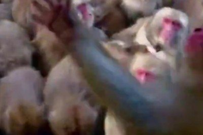 Banana Drama: Monkeys Go Bananas Over Orange Showers!