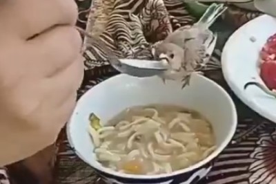 Beak Buffet: Watch in Awe as this Bird Masters Fine Dining with a Spoon!