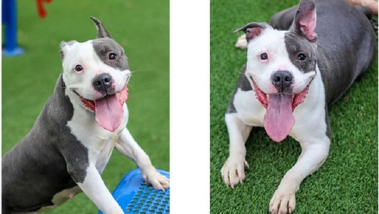 Bitsy: The Joyful Canine with a Dinosaur Twist Taking the Shelter by Storm!